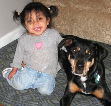 Ryan, a mixed breed brown and black dog, with a smiling toddler girl